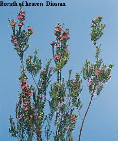 Breath of heaven - Diosma