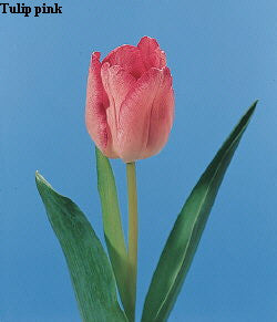 Tulip pink