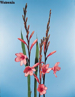 Watsonia